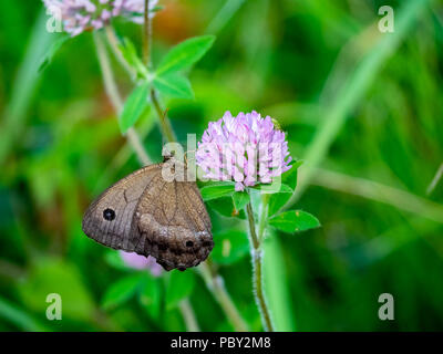 Eine braune gemeinsamen Holz - Nymphe Schmetterling Feeds von Clover Blumen in einem Park im Zentrum der Präfektur Kanagawa, Japan Stockfoto