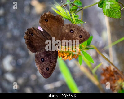 Eine braune gemeinsamen Holz - Nymphe Schmetterling Feeds von Clover Blumen in einem Park im Zentrum der Präfektur Kanagawa, Japan Stockfoto