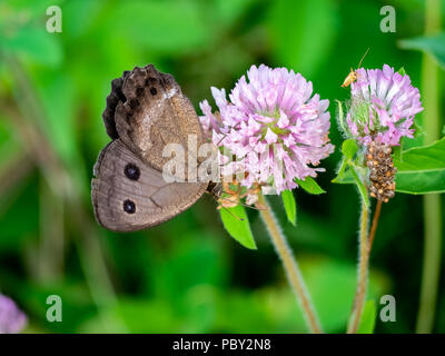 Eine braune gemeinsamen Holz - Nymphe Schmetterling Feeds von Clover Blumen in einem Park im Zentrum der Präfektur Kanagawa, Japan Stockfoto