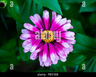 Eine bunte Vielfalt von Zinnia Blume blüht in einem kleinen Park im Zentrum der Präfektur Kanagawa, Japan Stockfoto