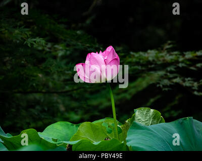 Ein rosa Lotus Flower bud Öffnung in ein kleines Feuchtgebiet in einem Wald die Tierwelt im Zentrum der Präfektur Kanagawa, Japan zu bewahren. Stockfoto