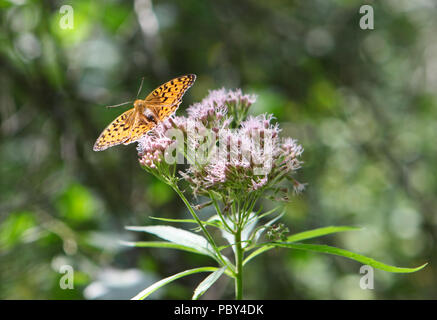 Schön Gelb und Schwarz fritillaryschmetterling Fütterung auf Lila Rosa Blume. Soft Focus Hintergrund Stockfoto