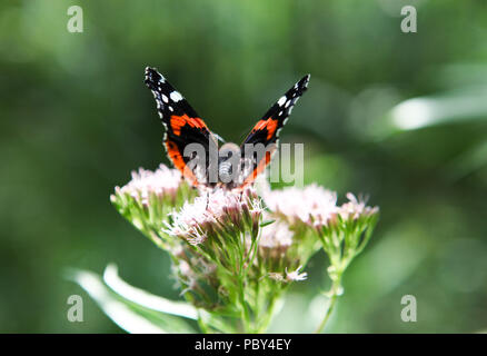 Schön schwarz, orange und weiß Vanessa atalanta, der rote Admiral oder zuvor die Rote bewundernswert Schmetterling Fütterung auf Lila Rosa Blume. Soft-LWL Stockfoto