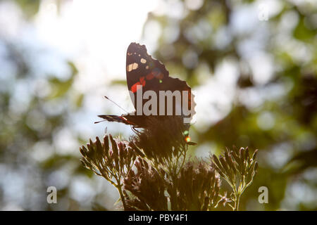 Beautiful black, orange and white vanessa atalanta, the red admiral or previously, the red admirable butterfly feeding on purple pink flower. Soft foc Stockfoto