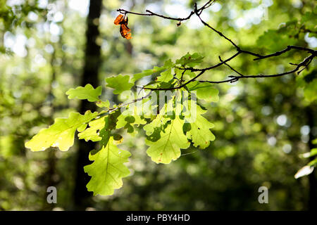 Frische grüne Blätter in einem Wald framing die Sonne in der Mitte mit unscharfen Wald auf Hintergrund Stockfoto