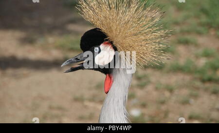 Grau gekrönt Kran an der Ménagerie du Jardin des Plantes in Paris Stockfoto