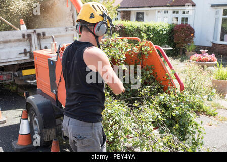 Fütterung Niederlassungen in einen Wald chipping Maschine. Stockfoto