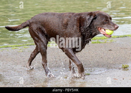 Abkühlung nach der morgendlichen Spaziergang für den Hund im See zum Bootfahren in Abington Park, Northampton an einem heißen Tag im Juli. Stockfoto