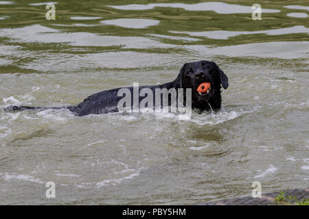 Abkühlung nach der morgendlichen Spaziergang für den Hund im See zum Bootfahren in Abington Park, Northampton an einem heißen Tag im Juli. Stockfoto