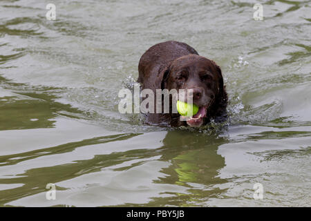 Abkühlung nach der morgendlichen Spaziergang für den Hund im See zum Bootfahren in Abington Park, Northampton an einem heißen Tag im Juli. Stockfoto