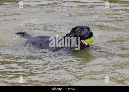 Abkühlung nach der morgendlichen Spaziergang für den Hund im See zum Bootfahren in Abington Park, Northampton an einem heißen Tag im Juli. Stockfoto