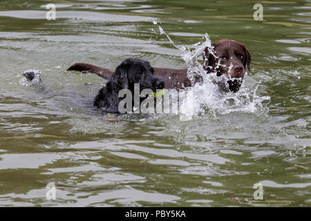 Abkühlung nach der morgendlichen Spaziergang für den Hund im See zum Bootfahren in Abington Park, Northampton an einem heißen Tag im Juli. Stockfoto