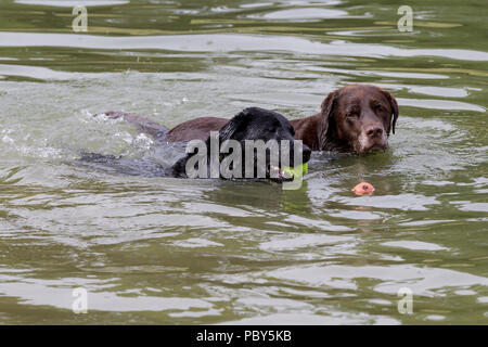 Abkühlung nach der morgendlichen Spaziergang für den Hund im See zum Bootfahren in Abington Park, Northampton an einem heißen Tag im Juli. Stockfoto