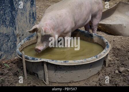 Schwein: Ein einziges Schwein in seiner wälzen Stockfoto