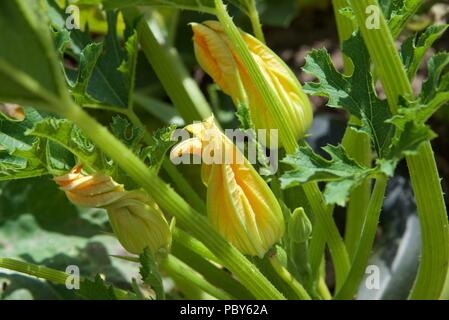 Zucchini/Zucchini Pflanze: eine Nahaufnahme eines Zucchini, oder Zucchini Pflanze in Blüte Stockfoto