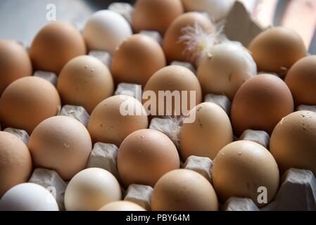 Eier: frisches Huhn Eier in einem Karton Fach Stockfoto