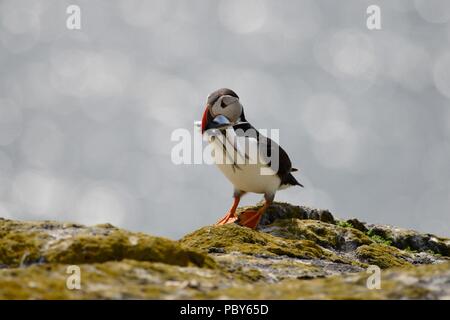 Insel können Papageitaucher im Juli Stockfoto