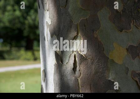 Platane (Platanus): Nahaufnahme der Oberfläche Muster, das durch die Rinde am Stamm einer Platane erstellt Stockfoto