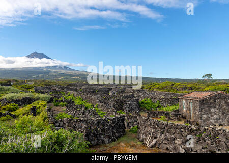 Die Silhouette der Berg Pico, mit Blick auf die Hecke Zeilen aufteilen der Weinberge der Insel Pico, Azoren, Portugal Stockfoto