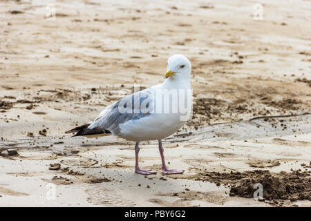 Silbermöwe (Larus argentatus), eine geschützte Art, im Sommer Gefieder am Strand von Westward Ho, Devon, Großbritannien Stockfoto