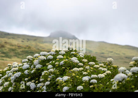 Azoren Buchfink, Fringilla coelebs moreletti, über white Hydrangea macrophylla,, Insel Pico, Azoren, Portugal Stockfoto