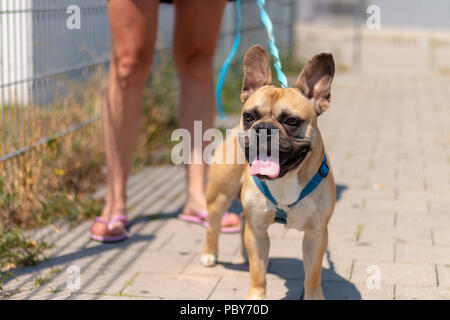 Warten französische Bulldogge suchen. Dort hatte der Chef bleibt Stockfoto