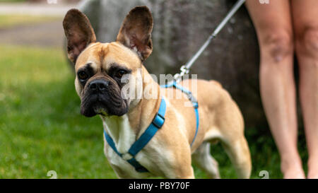 Eine Warnung Französische Bulldogge im Park beobachten alles gut geht Stockfoto