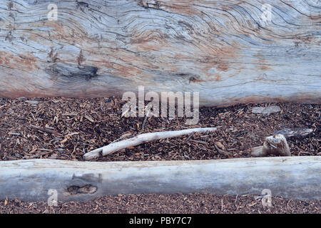 Treibholz am Ufer des Great Slave Lake, Hay River, Northwest Territories, Kanada Stockfoto