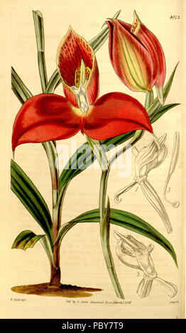 164 Disa uniflora (als Disa grandiflora) - Curtis '70 (K.A. 17) pl. 4073 (1844) Stockfoto