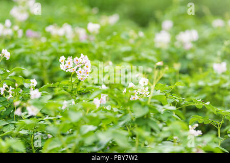 Nahaufnahme der Blüte Kartoffel rosa Blüten im Sommer Bauernhof Landschaft Feld in der Ukraine, Bokeh, grüne Blätter Stockfoto