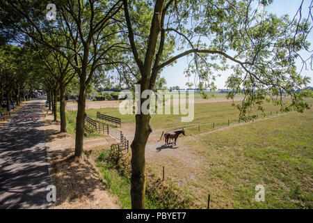 Braunes Pferd und braune Fohlen auf der grünen Weide Wiese mit grünem Gras. Nahaufnahme auf einem Bauernhof im Sommer Stockfoto