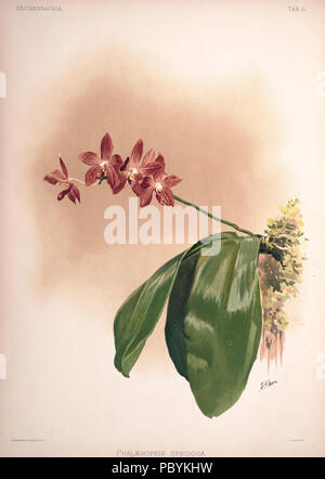 220 Friedrich Sander - Reichenbachia II Platte 51 (1890) - Phalaenopsis speciosa Stockfoto