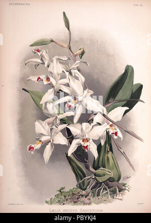 220 Friedrich Sander - Reichenbachia II Platte 56 (1890) - laelia anceps sanderiana Stockfoto