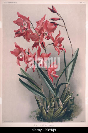 220 Friedrich Sander - Reichenbachia II Platte 59 (1890) - laelia gouldiana Stockfoto