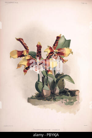 220 Friedrich Sander - Reichenbachia II Platte 60 (1890) - Odontoglossum grande Stockfoto