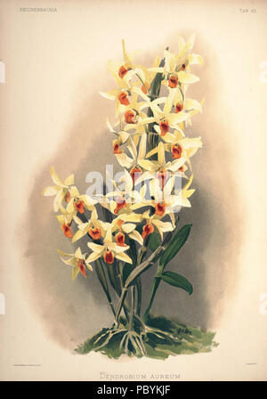 220 Friedrich Sander - Reichenbachia II Platte 63 (1890) - Dendrobium aureum Stockfoto