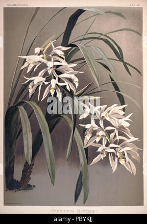 220 Friedrich Sander - Reichenbachia II Platte 66 (1890) - Cymbidium mastersi Stockfoto