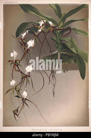 220 Friedrich Sander - Reichenbachia II Platte 67 (1890) - caudatum Angraecum Stockfoto