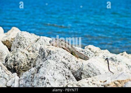 Ein leguan legt in der Sonne auf den Felsen in Key West, Florida Stockfoto