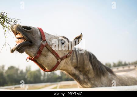 Nahaufnahme von Pferd Heu essen Stockfoto