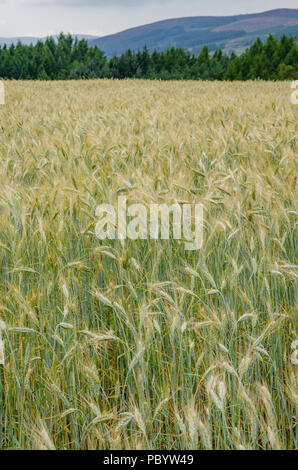 Ein Feld von Gerste wächst auf einer Farm in der Nähe von Kirriemuir in Schottland. Stockfoto