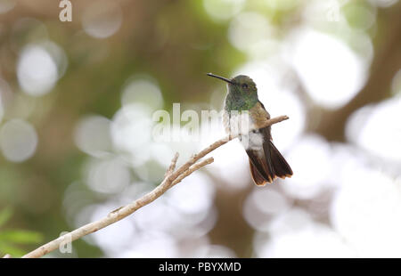 Unreife Snowy-bellied Hummingbird thront auf einem kleinen Zweig der Baumstruktur Stockfoto