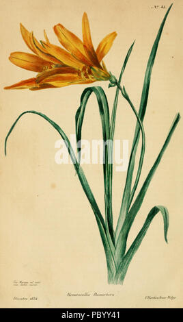 271 Hemerocallis dumortieri Stockfoto