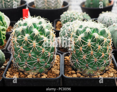Kleine Kakteen im kleinen Topf, Anlagen für die Dekoration. Stockfoto
