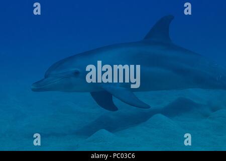 Indopazifischen großen Tümmler, Indopazifischer Großer Tümmler, Tursiops aduncus, Coraya Beach, Marsa Alam, Ägypten, Ägypten, Rotes Meer, Rotes Meer Stockfoto
