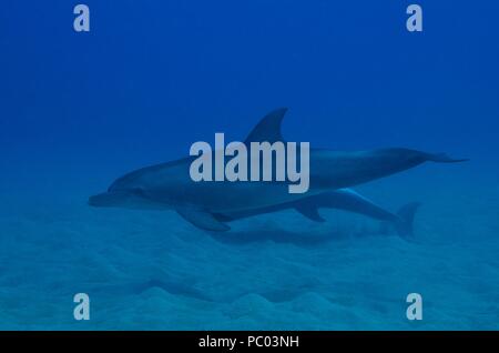 Indopazifischen großen Tümmler, Indopazifischer Großer Tümmler, Tursiops aduncus, Coraya Beach, Marsa Alam, Ägypten, Ägypten, Rotes Meer, Rotes Meer Stockfoto