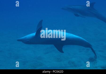 Indopazifischen großen Tümmler, Indopazifischer Großer Tümmler, Tursiops aduncus, Coraya Beach, Marsa Alam, Ägypten, Ägypten, Rotes Meer, Rotes Meer Stockfoto