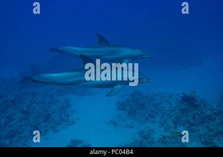 Indopazifischen großen Tümmler, Indopazifischer Großer Tümmler, Tursiops aduncus, Coraya Beach, Marsa Alam, Ägypten, Ägypten, Rotes Meer, Rotes Meer Stockfoto