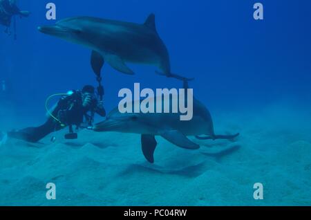 Indopazifischen großen Tümmler, Indopazifischer Großer Tümmler, Tursiops aduncus, Coraya Beach, Marsa Alam, Ägypten, Ägypten, Rotes Meer, Rotes Meer Stockfoto