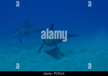 Indopazifischen großen Tümmler, Indopazifischer Großer Tümmler, Tursiops aduncus, Coraya Beach, Marsa Alam, Ägypten, Ägypten, Rotes Meer, Rotes Meer Stockfoto